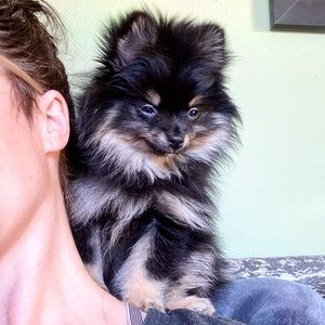 Meet your Posher, Nessie